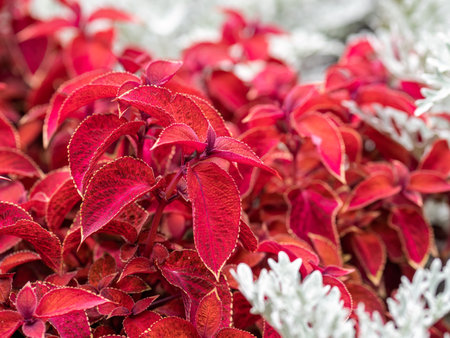 Red leaf foliage background - ornamental redhead coleus shrub. Red foliage of the plant Coleus - bright red leaves close-up, natural background, flower abstract texture.の写真素材
