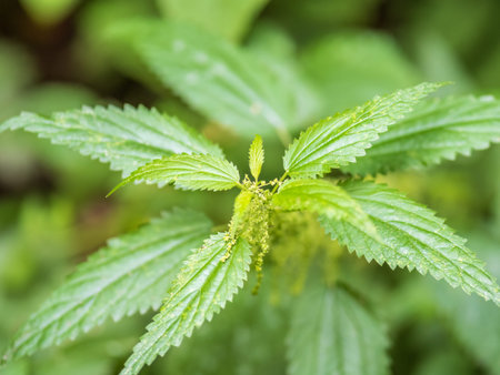 The nettle, Urtica dioica, with green leaves grows in natural thickets, wet after rain. Medicinal...