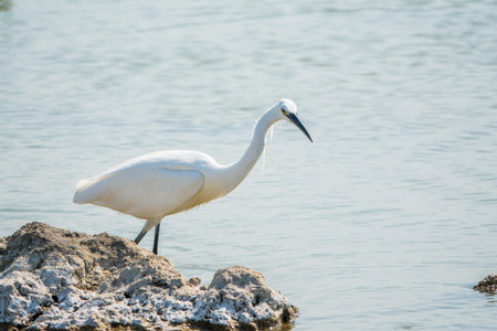 The small white heron or Little egret stands in the lake. Small White Heron, lat. Egretta garzetta,...