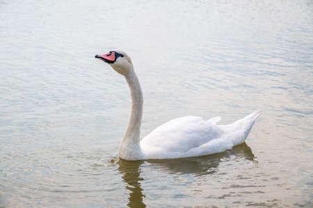 Graceful white Swan swimming in the lake, swans in the wild. Portrait of a white swan swimming on a lake. The mute swan, latin name Cygnus olor.の写真素材