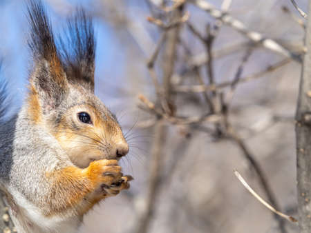 The squirrel with nut sits on tree in the winter or late autumn. Portrait of the squirrel close-up. Eurasian red squirrel, Sciurus vulgaris.の写真素材