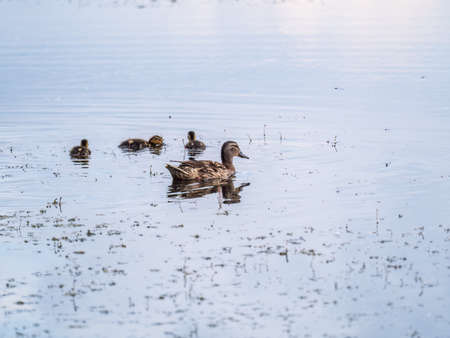 A family of ducks, a duck and its little ducklings are swimming in the water. The duck takes care of its newborn ducklings. Ducklings are all included. Mallard, lat. Anas platyrhynchosの写真素材