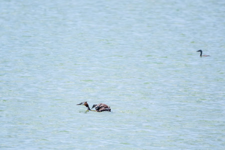 The water bird Great crested Grebe swimming in the lake, and its cute babies riding on its back. The...