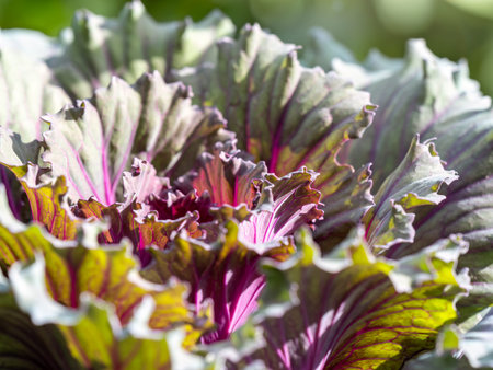 Close up of endless field with green leaves and purple veins of red cabbage plants. Red cabbage,...