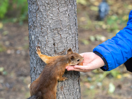 The boy feeds a squirrel with nuts from a hand in the wood. wild animal. autumn forest.