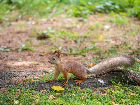 Squirrel in autumn hides nuts on the green grass with fallen yellow leaves. Squirrel looking for...