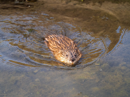 Muskrat, Ondatra zibethicuseats swiming at the surface of the lake water. Ondatra zibethicus, water...