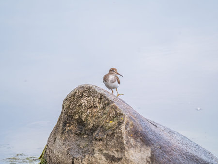 Common sandpiper, Actitis hypoleucos, resting lake shore under raindrops. The common sandpiper, Actitis hypoleucos, is a small Palearctic waderの写真素材