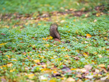 Squirrel in autumn hides nuts on the green grass with fallen yellow leaves. Squirrel looking for food on the ground. wild animal. autumn forest.の写真素材
