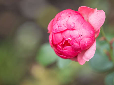 Blooming red rose bud with raindrops close up. Red rose with water drops after rain. freshness nature conceptの写真素材
