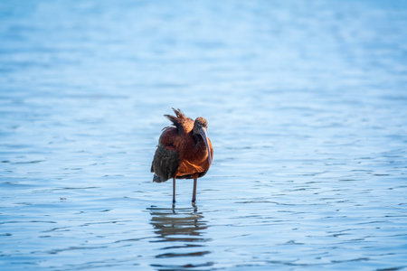 The glossy ibis, latin name Plegadis falcinellus, searching for food in the shallow lagoon. A brown...