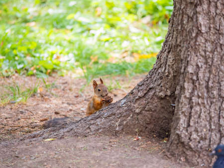 Squirrel in summer with nut on green grass under a big tree. Eurasian red squirrel, Sciurus vulgaris.の写真素材