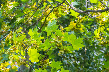 Maple branches with green yellow leaves in autumn, in the light of sunset. Dry autumnal leaves background, golden maple tree foliage, bright yellow sun shine, autumn park, seasons change, fall natureの写真素材