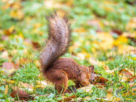 Squirrel in autumn hides nuts on the green grass with fallen yellow leaves. Squirrel looking for food on the ground. wild animal. autumn forest.の写真素材