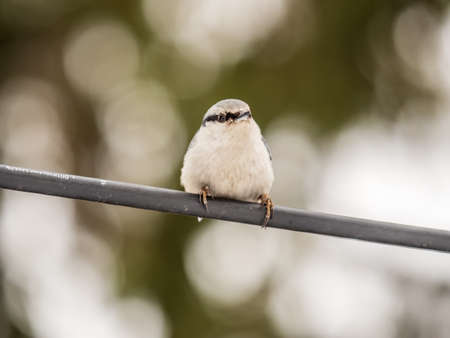 Eurasian nuthatch or wood nuthatch, lat. Sitta europaea, sitting on a tree branch with a blurred background. Gray and Orange colored small bird with a black eyestripe.の写真素材