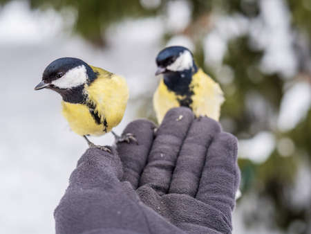 A tit sits on a man's hand and eats seeds. Taking care of birds in winter.の写真素材