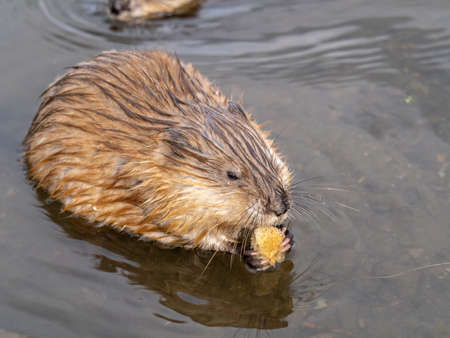 Wild animal Muskrat, Ondatra zibethicuseats, eats on the river bank. Muskrat, Ondatra zibethicus, water rodent in natural habitat.の写真素材
