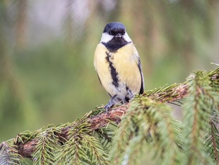 Cute bird Great tit, songbird sitting on the nice fir branch. Parus majorの写真素材