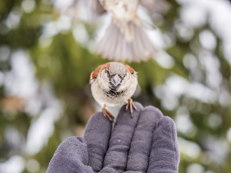 Sparrow eats seeds from a man's hand. A Sparrow bird sitting on the hand and eating nuts.の写真素材