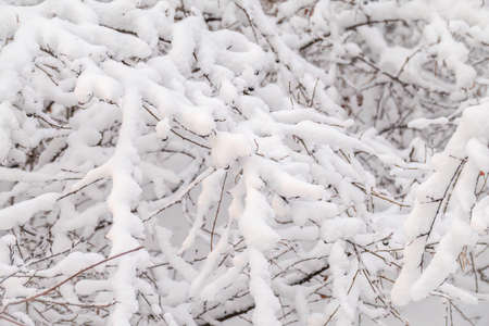 Tree branches in winter covered with snow and frost in snowfall. Frozen tree branches. Snow-covered branches in winter forest. Magic white background.の写真素材