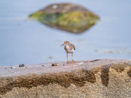 Common sandpiper, Actitis hypoleucos, resting lake shore under raindrops. The common sandpiper, Actitis hypoleucos, is a small Palearctic waderの写真素材