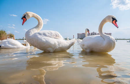 A large flock of graceful white swans swims in the lake., Swans in the wild. The mute swan, latin name Cygnus olor.の写真素材