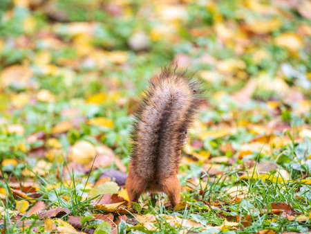 Squirrel in autumn hides nuts on the green grass with fallen yellow leaves. Squirrel looking for food on the ground. wild animal. autumn forest.の写真素材