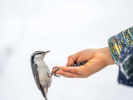 The Eurasian nuthatch sits on boy's hand. Hungry wood nuthatch eating nuts from a hand during autumn or winter.の写真素材