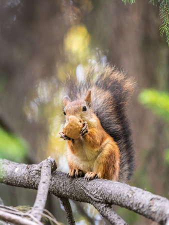 The squirrel with nut sits on tree in the autumn. Eurasian red squirrel, Sciurus vulgaris. Portrait of a squirrel in winter.の写真素材