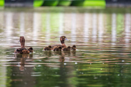 Tufted duck Family swims with their ducklings in green lake water. A beautiful Tufted Ducks, Aythya fuligula, swimming in lake with their cute babies. The ducks takes care of their newborn ducklings.の写真素材