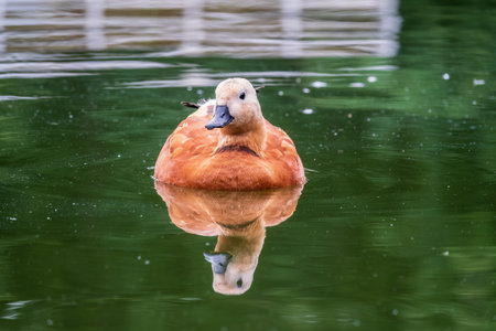 Ruddy Shelduck, or red duck, lat. Tadorna ferruginea, swimming on a lake. It is waterfowl family of...