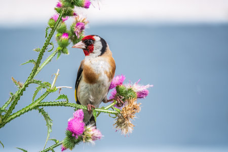 European goldfinch, feeding on the seeds of thistles. European goldfinch or simply goldfinch, latin name Carduelis carduelis, Perched on a Branch of thistleの写真素材