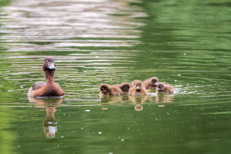 Female Tufted duck swims with her ducklings in green lake water. A beautiful female Tufted Duck, Aythya fuligula, swimming in lake with her cute babies. The duck takes care of its newborn ducklings.の写真素材