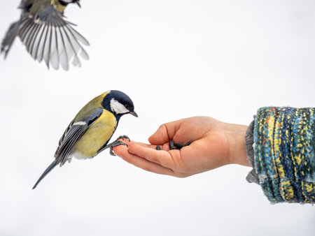 The Great tit eats seeds from a palm of little boy. A tit bird sitting on the hand and eating seeds. Hungry bird Great tit eating seeds from a hand during autumnの写真素材