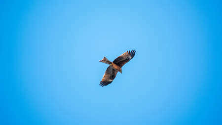 The bird of prey Black Kite flying in blue Sky. The black kite, Milvus migrans, is a medium-sized bird of prey.の写真素材