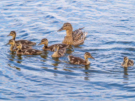 A family of ducks, a duck and its little ducklings are swimming in the water. The duck takes care of its newborn ducklings. Ducklings are all included. Mallard, lat. Anas platyrhynchosの写真素材