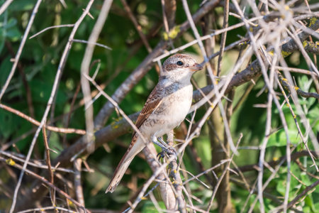 Juvenile Red-backed Shrike sitting on a tree branch. Red-backed shrike, Lanius collurio, young birdの写真素材