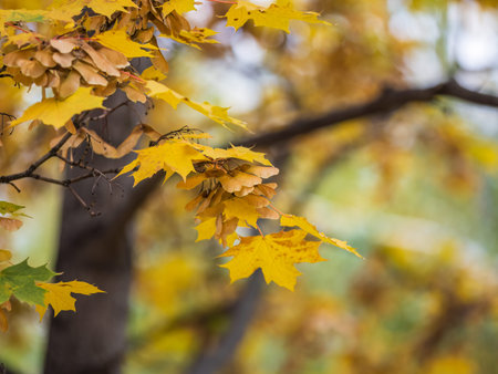 Maple branches with yellow leaves and seeds in autumn, in the light of sunset. Dry autumnal leaves...