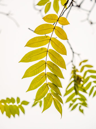 Yellow autumn leaves of Juglans mandshurica, Manchurian walnut. selective focus. Blurred autumn...