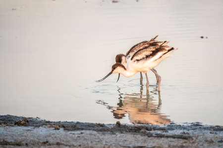 Two Water birds pied avocet, Recurvirostra avosetta, standing in the water in pink sunset light. The pied avocet is a large black and white wader with long, upturned beak and long, bluish legsの写真素材