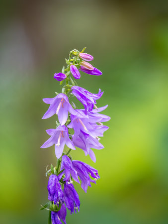 Campanula rapunculoides, creeping bellflower, or rampion bellflower, is a perennial herbaceous plant of the genus Campanula, belonging to the family Campanulaceaの写真素材