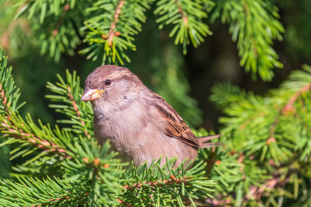 Sparrow sitting on a green branch in autumn in the sunset light. Sparrow with playful poise on branch in autumn or summerの写真素材