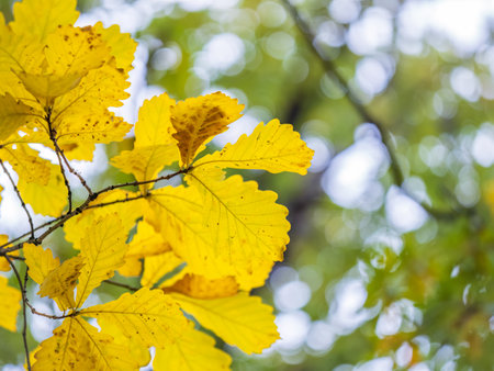 Oak branches with yellow leaves in autumn park. Bright yellow and orange autumn leaves of oak tree.の写真素材