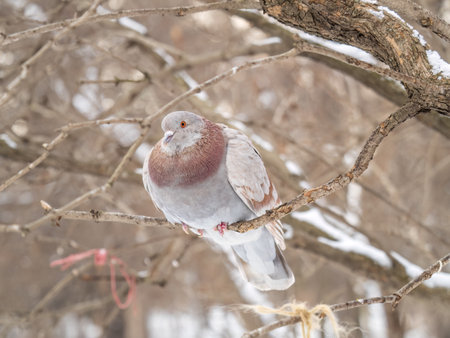 The fat pigeon sitting on a branch. Domestic pigeon bird and blurred natural background. Gray dove bird.の写真素材