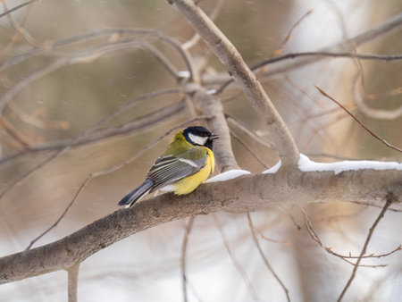 Cute bird Great tit, songbird sitting on a branch without leaves in the autumn or winter. Parus majorの写真素材