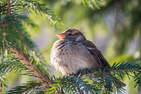 Sparrow sits on a fir branch in the sunset light. Sparrow on a branch in the autumn or winterの写真素材