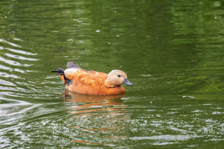 Ruddy Shelduck, or red duck, lat. Tadorna ferruginea, swimming on a lake. It is waterfowl family of ducks, similar to the common. The bird has a orange-brown plumage with a lighter head.の写真素材