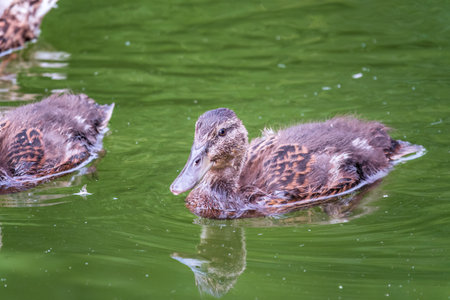 Cute little duckling swimming alone in a lake with green water. agriculture, farming. happy duck. cute and humorの写真素材