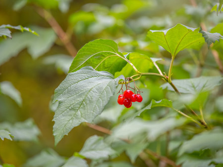 Background from beautiful red fruits of viburnum vulgaris. Red viburnum berries on a branch in the garden. Guelder rose viburnum opulus berries and leaves in the summer outdoorsの写真素材