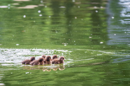 Cute little duckling swimming alone in a lake with green water. agriculture, farming. happy duck....